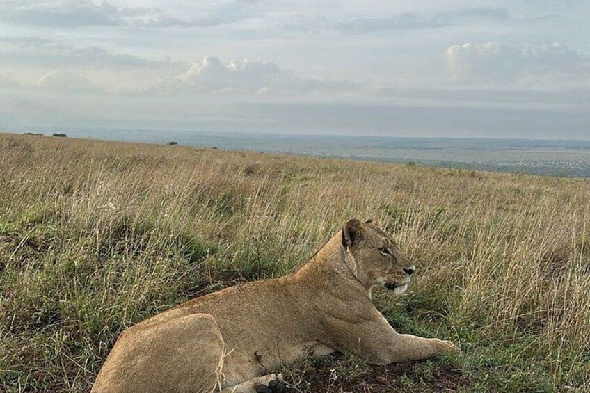 A lion resting on a grassy hill with a view of the horizon. 2
