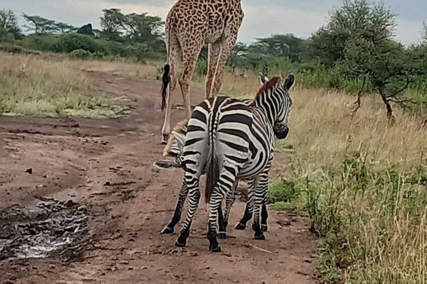 A zebra and a giraffe on a dirt path with grass on either side. 4