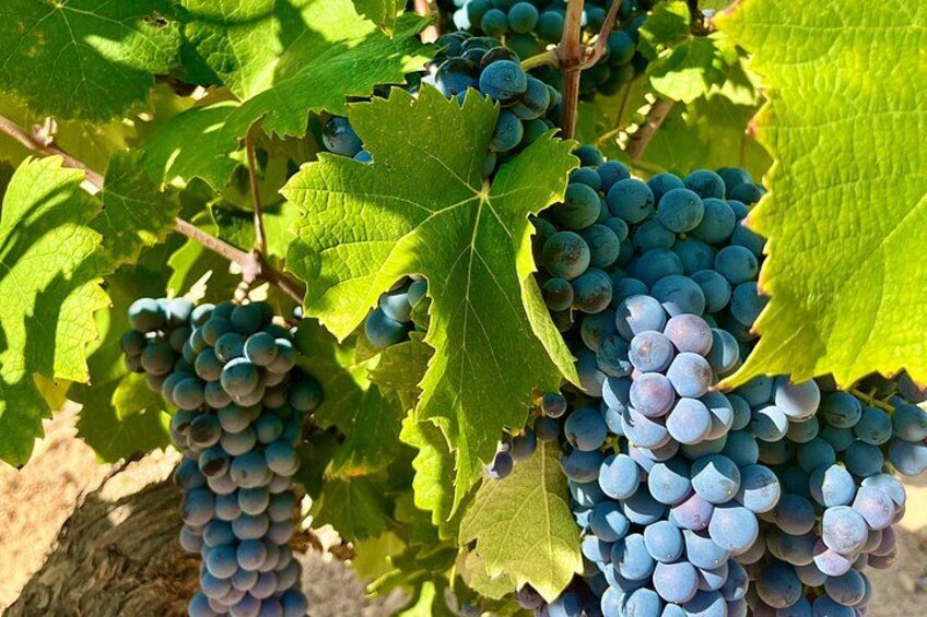 Alicante Winery with 7 Tastings and Guadalest Tour – Small Group 2