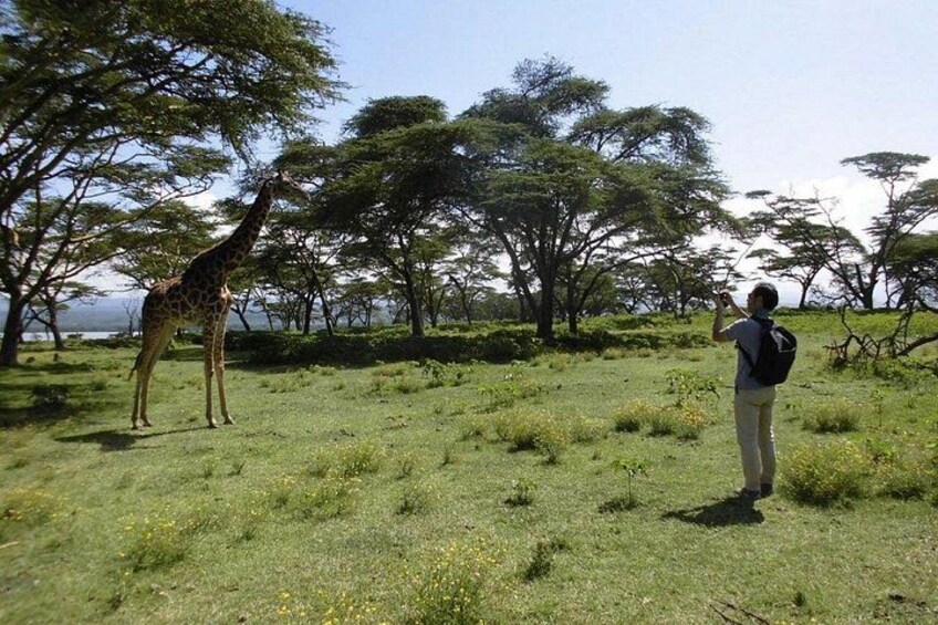 Eine Giraffe steht auf einer grasbewachsen Wiese, im Hintergrund sind Bäume zu sehen. 4