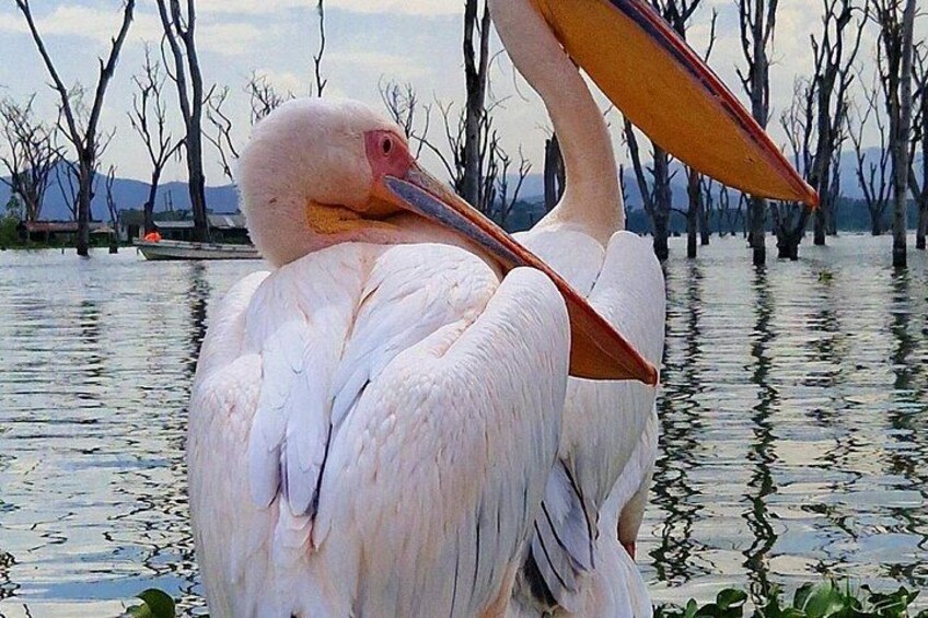 Ein großer weißer Vogel mit orangefarbenem Schnabel und Füßen, der im Wasser steht. 3