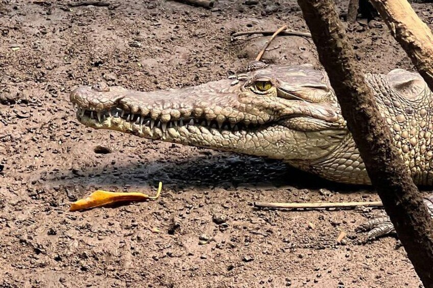 Een krokodil rustend op een stoffige ondergrond, met een tak in de buurt. 2