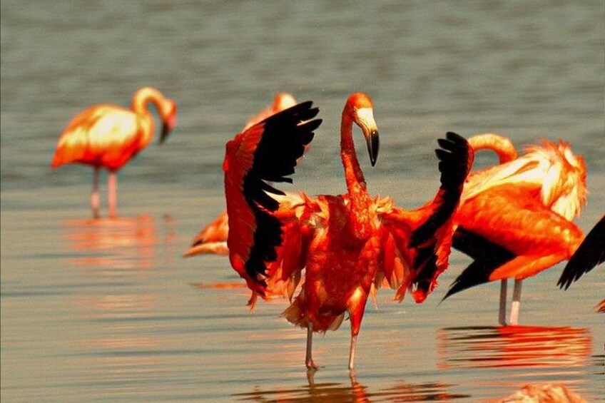 Flamingos standing in shallow water with reflections. 5
