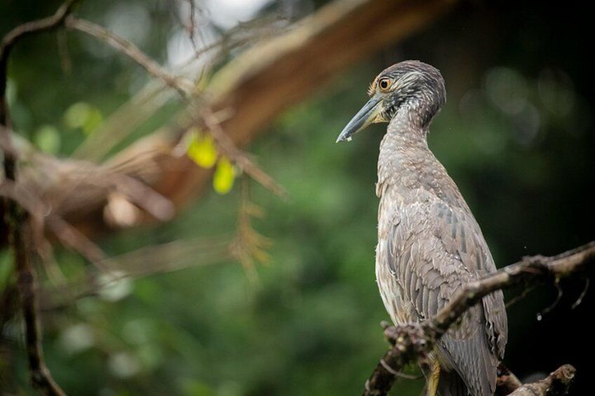 Tortuguero National Park Kayaking Tour 2