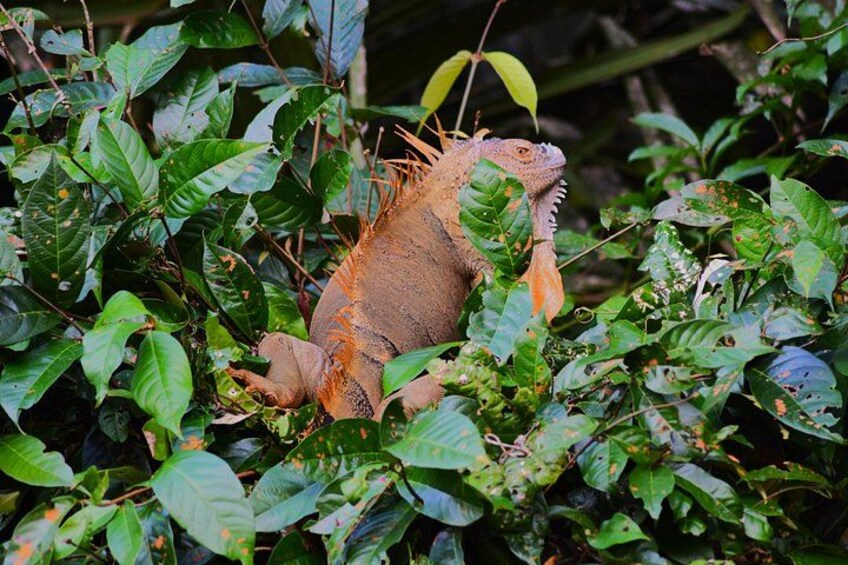 Tortuguero National Park Kayaking Tour 3