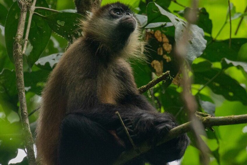Un singe est assis sur une branche d’arbre, entouré d’un feuillage verdoyant. 2