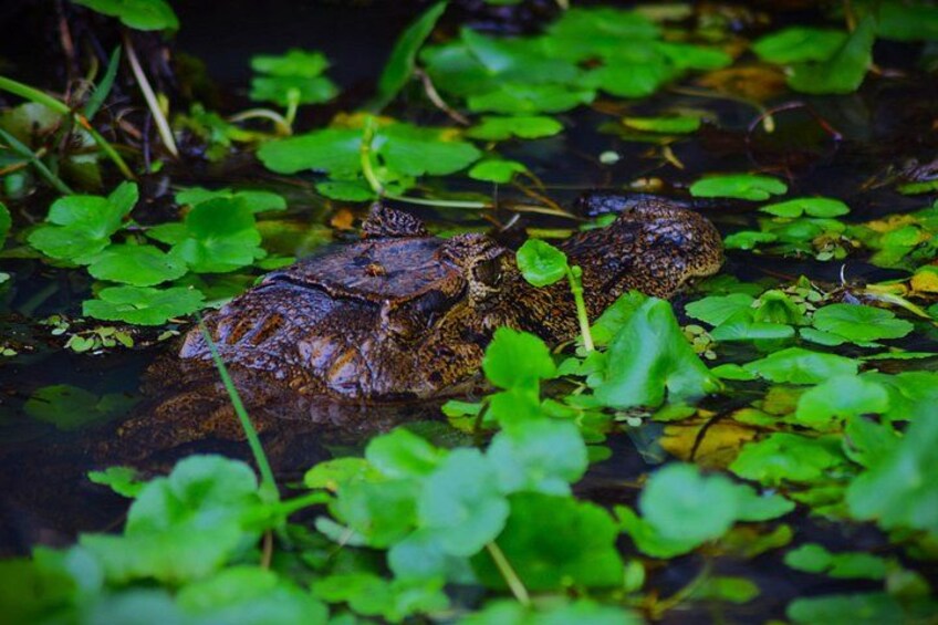 Tortuguero National Park Kayaking Tour 2