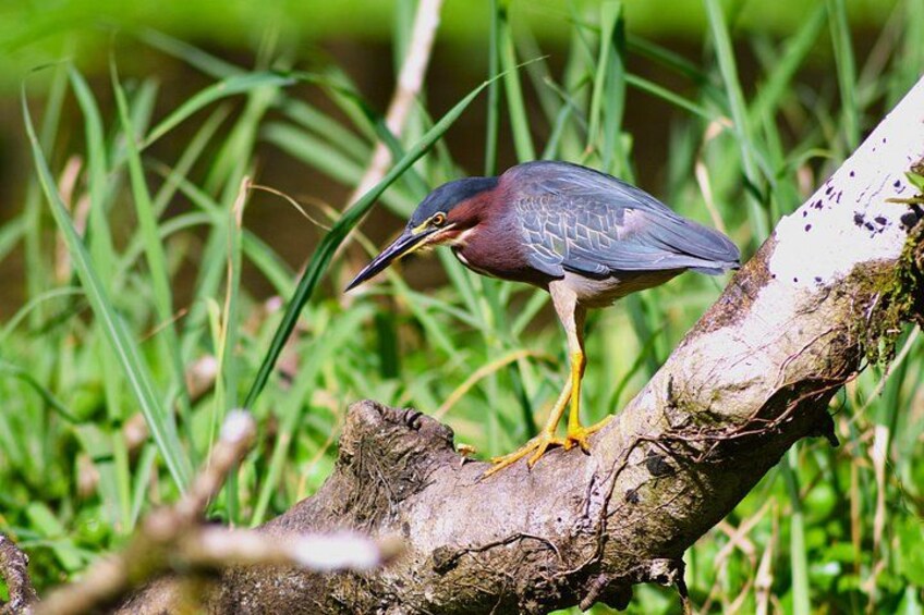 Tortuguero National Park Kayaking Tour 3