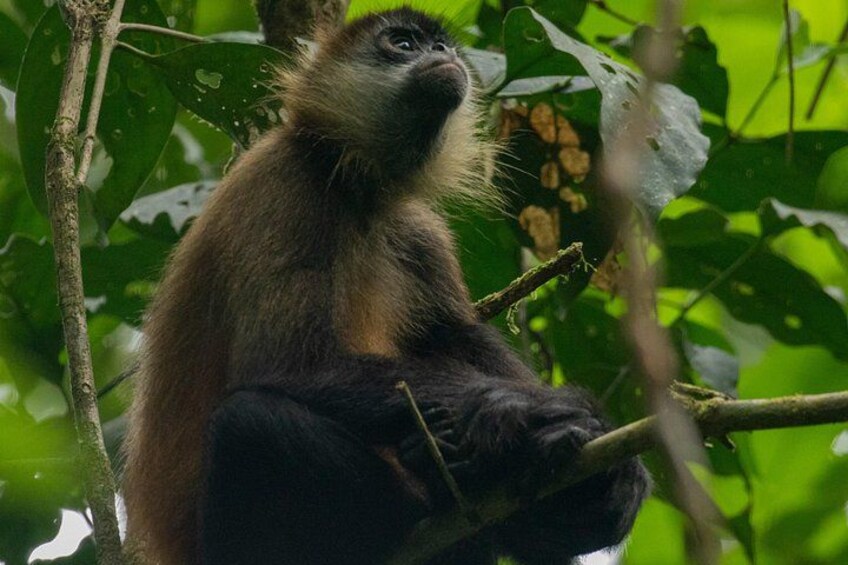 Tortuguero National Park Kayaking Tour 4