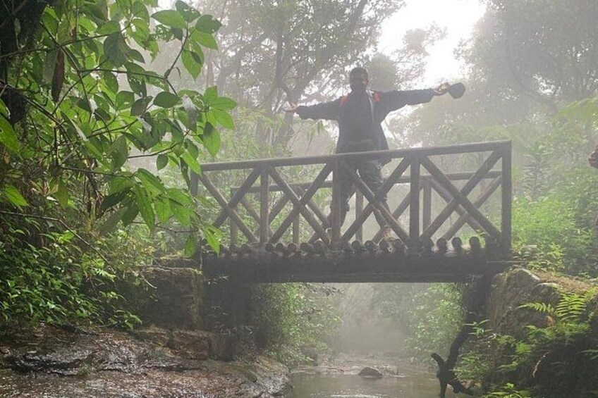 A person standing on a wooden bridge in a forested area with greenery on either side. 5