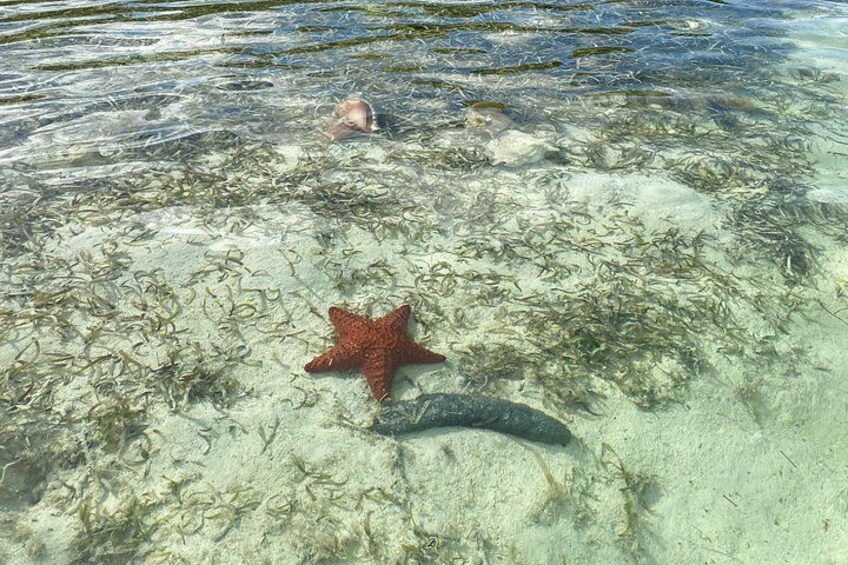 Transparent Kayaking Tour in the Mangroves of San Andres 2