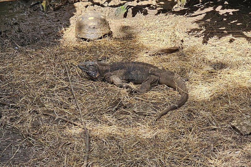 Een grote hagedis op droog gras bij een rots. 5