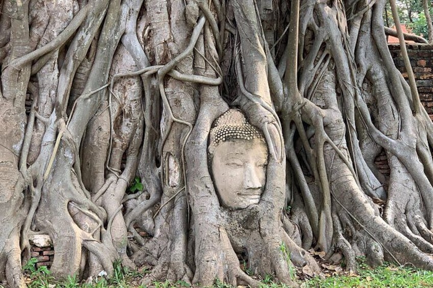 A Buddha head surrounded by intertwining tree roots. 1