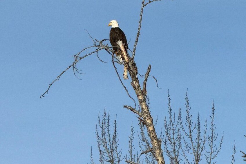 Bald Eagle 5