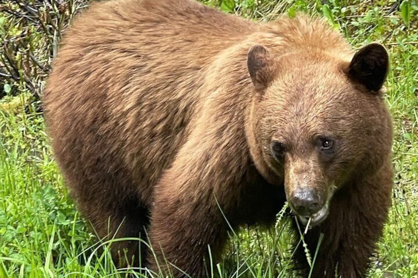 A brown bear standing in a grassy area. 3