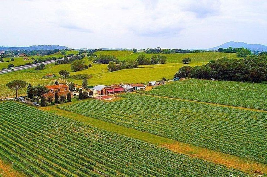 Enjoy a meal with wine tasting in the vineyard of Podere Casanova 1