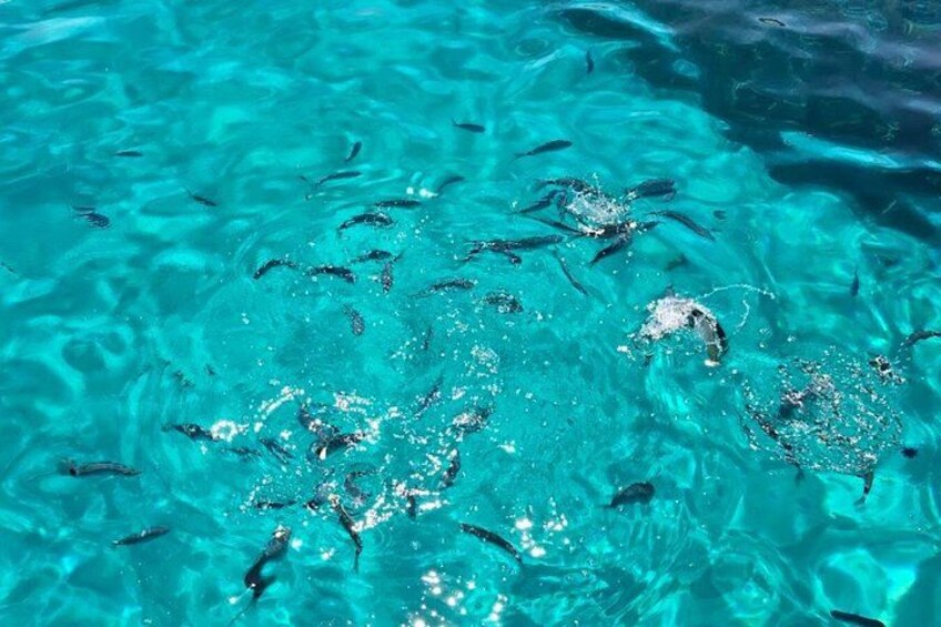 Clear blue water with fish swimming. 4
