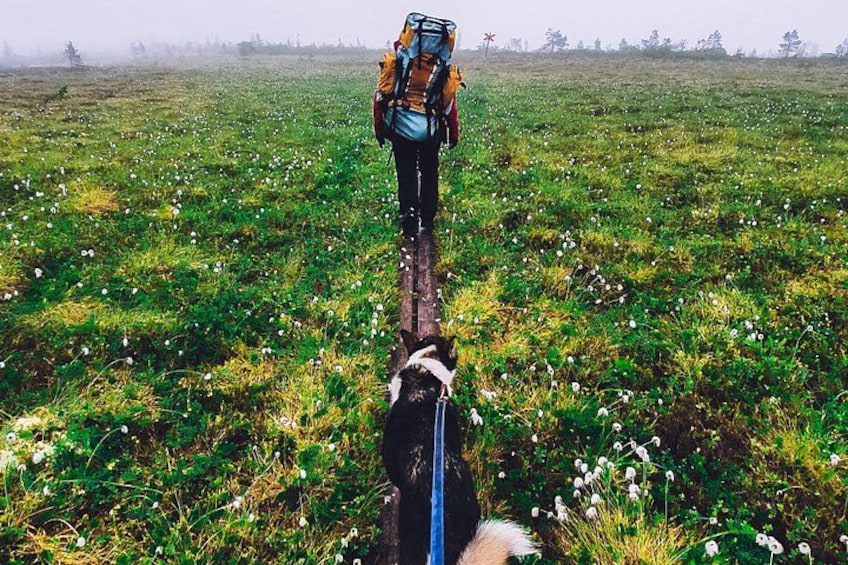 A person hiking with a dog in a grassy field. 2