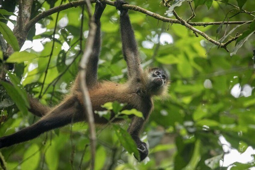 A monkey hanging from a tree branch in a dense forest. 2