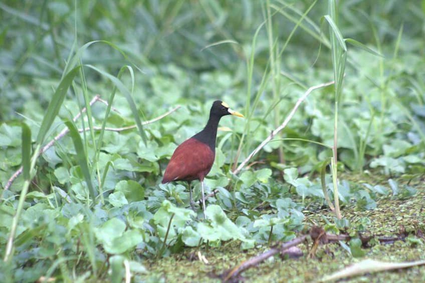 A bird standing on the ground surrounded by green vegetation. 5