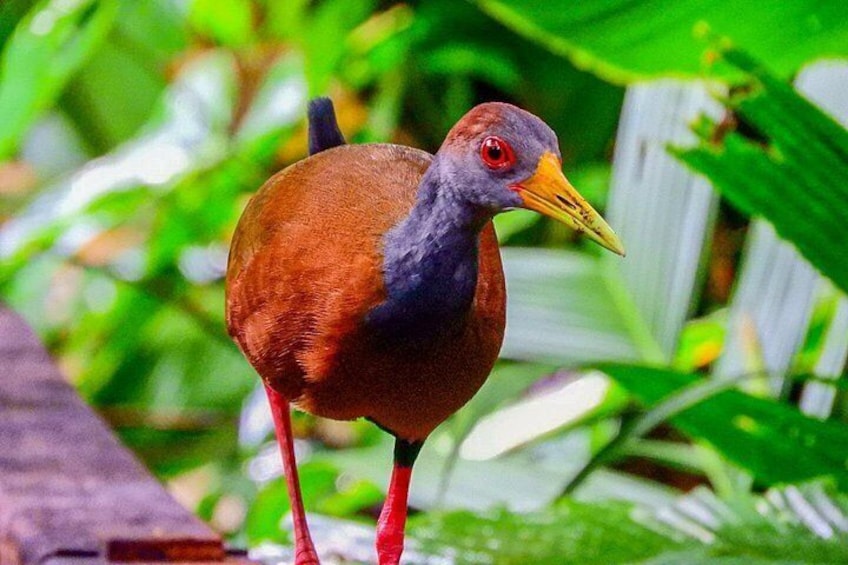 A bird with red legs and a yellow beak standing on a wooden surface with green foliage in the background. 4