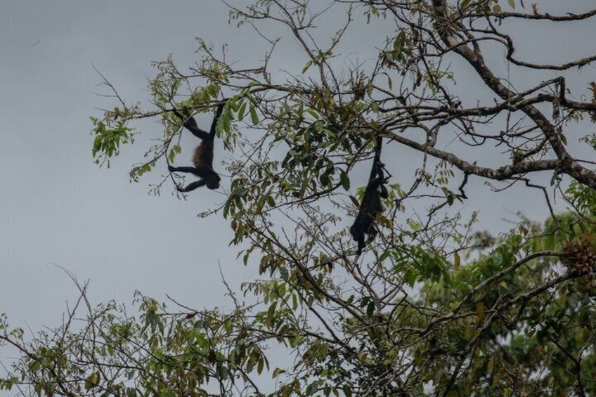A monkey hanging from a tree branch. 4