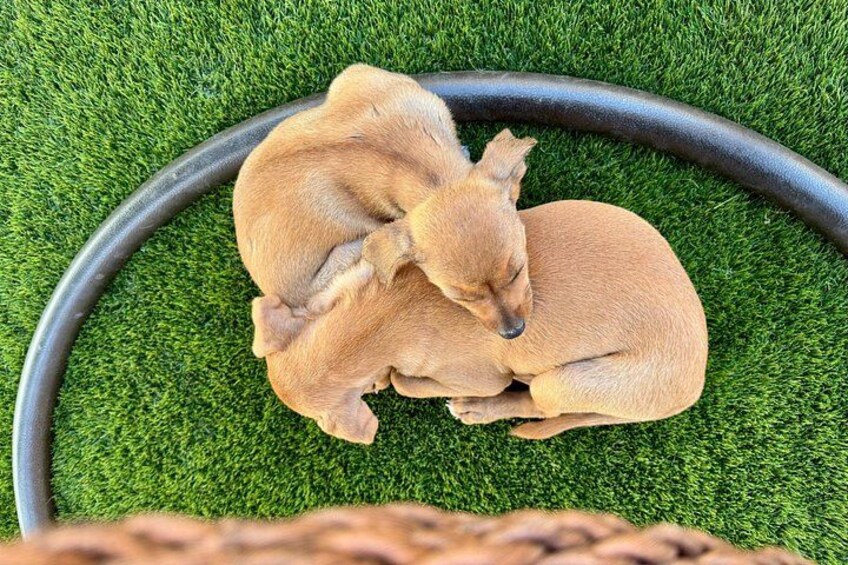 Dos cachorros duermen sobre una superficie de césped artificial verde con una manguera negra cerca. 3