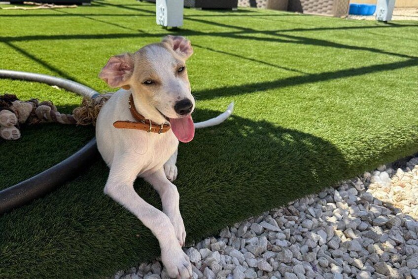 Un perro acostado sobre césped artificial con un juguete y una manguera cerca. 1