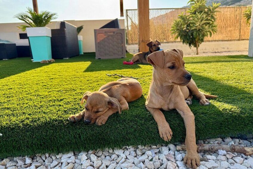 Dos perros descansando sobre césped artificial con un borde de grava blanca, rodeados de muebles de exterior y plantas. 2