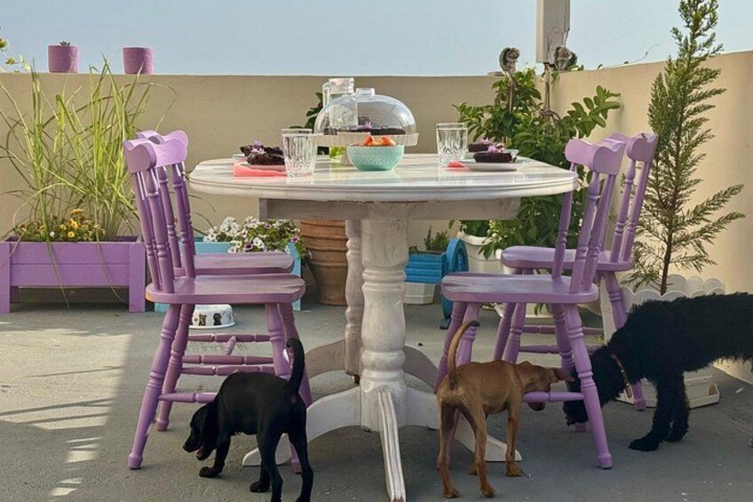 Una mesa redonda con sillas, un perro y plantas en macetas. 4
