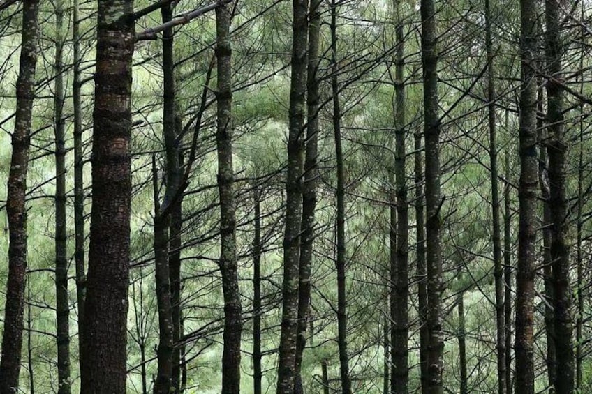 Ein dichter Wald mit hoch aufragenden Bäumen und einem Boden, der mit grünem Laub bedeckt ist. 1