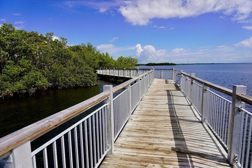 A wooden pier extending into a body of water, surrounded by mangrove trees. 3