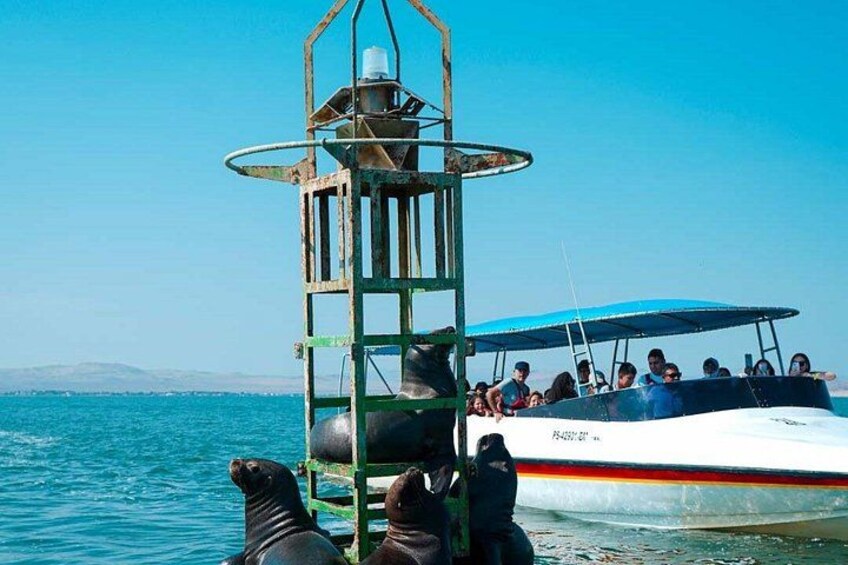 Full Day Lima Paracas & Adrenaline Tour in Huacachina 5