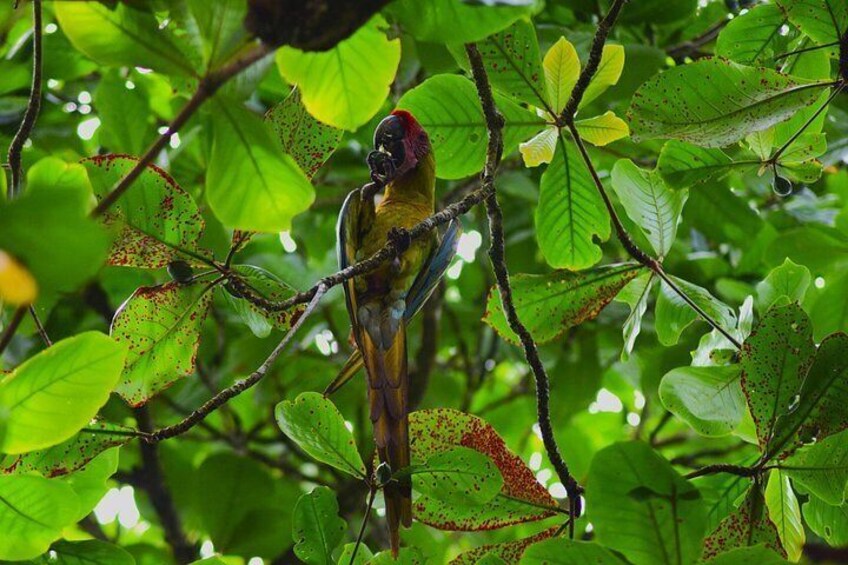 3 Activities Package Tortuguero with Breakfast Included 5