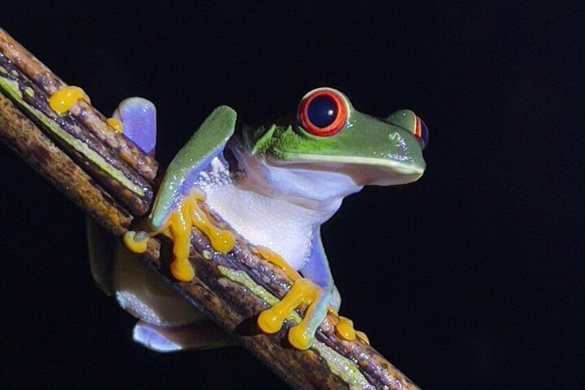 3 Activities Package Tortuguero with Breakfast Included 2