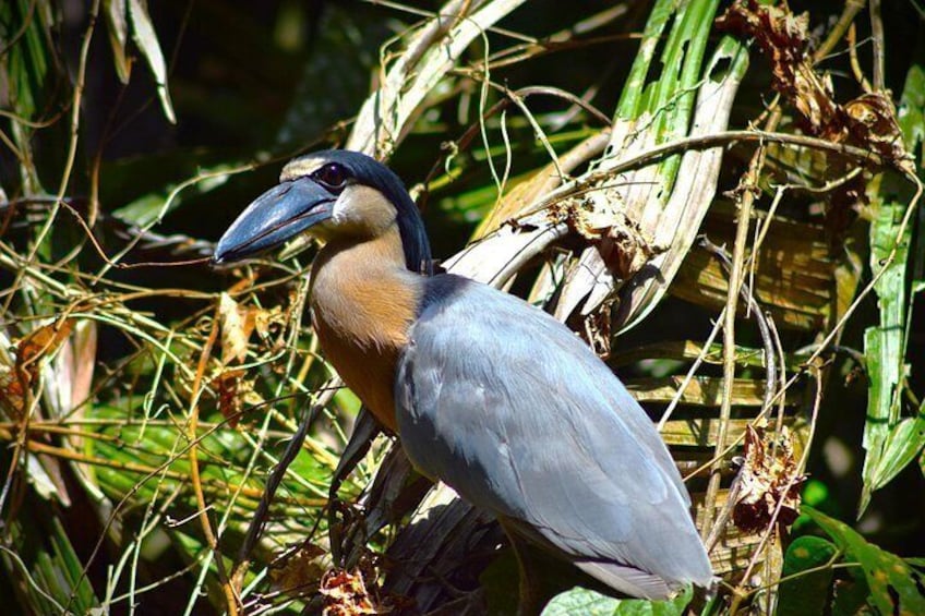 3 Activities Package Tortuguero with Breakfast Included 4