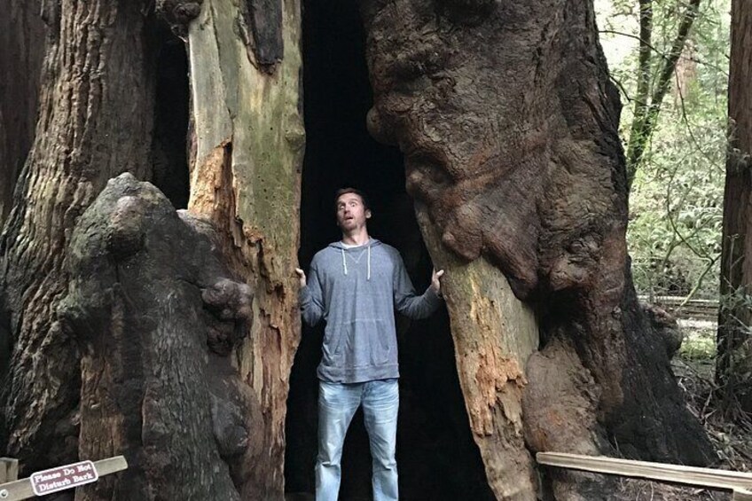 A person standing in a large tree with a hollow trunk. 2