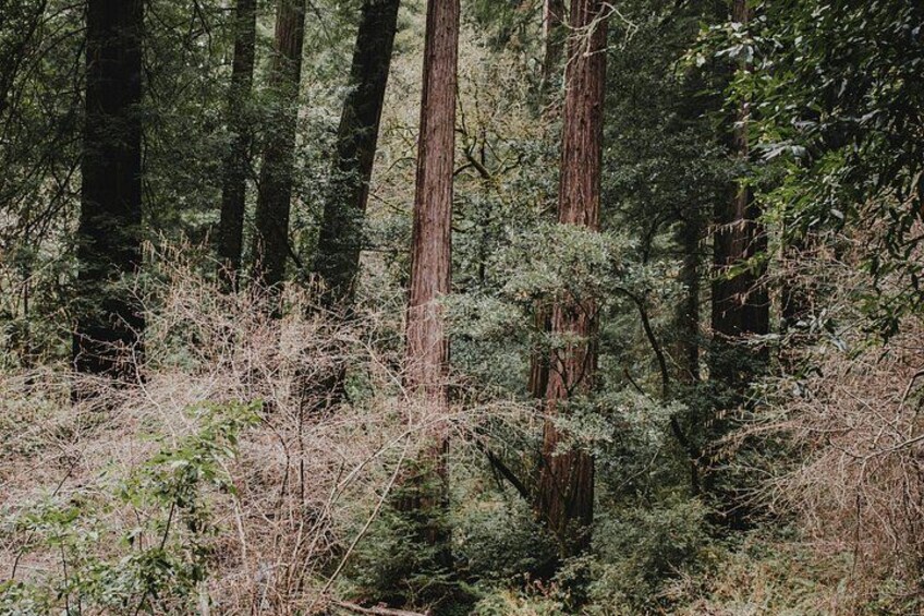 A dense forest with tall trees and underbrush. 4