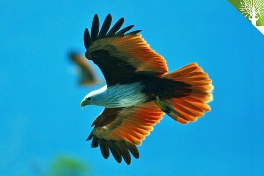 A bird of prey in flight with outstretched wings against a clear blue sky. 2