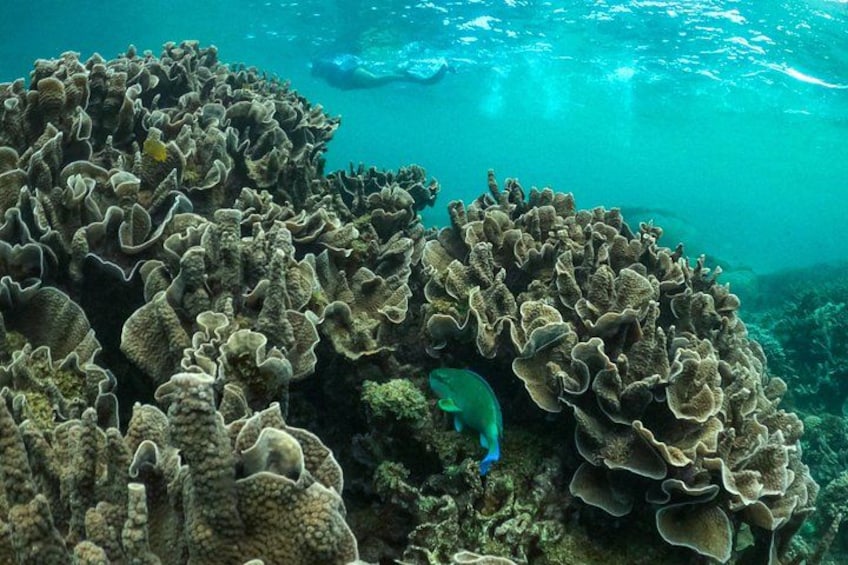 A coral reef with a diver and a fish. 5