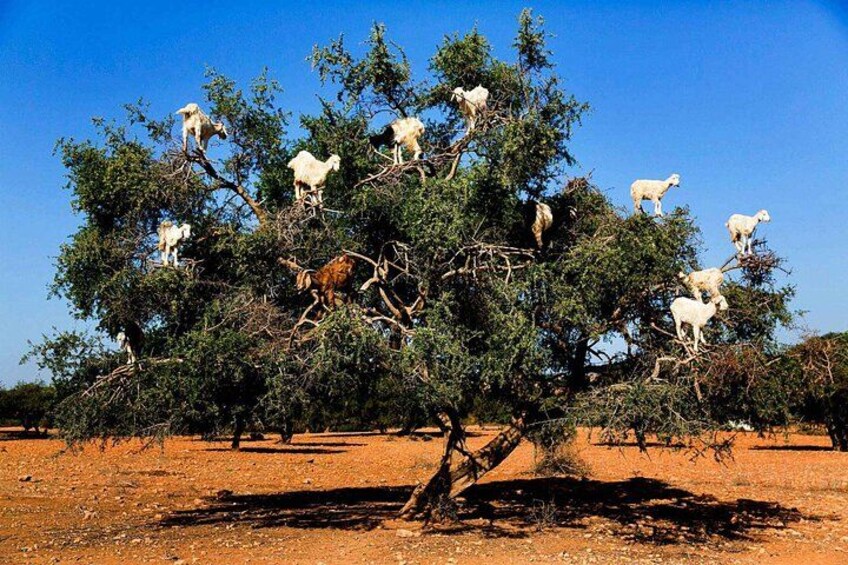 A tree with multiple sheep perched on its branches. 3