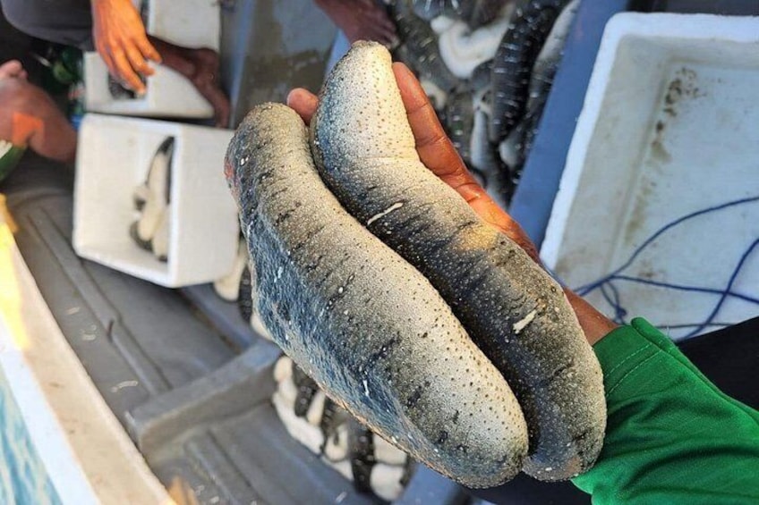 Discover Sri Lanka’s Unique Marine Farming Culture 2