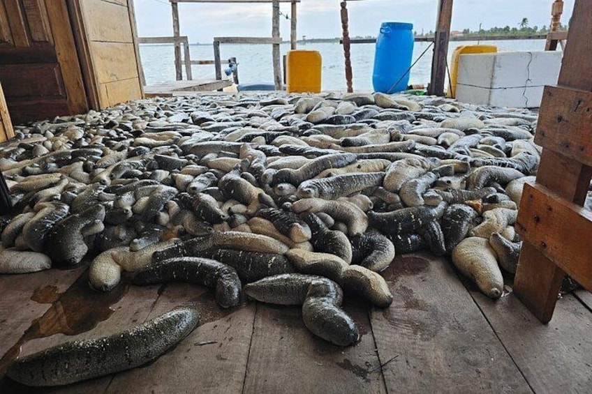 Discover Sri Lanka’s Unique Marine Farming Culture 3