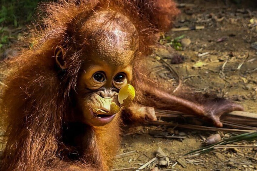 Orangutan (Orang Utan) Island Responsible Experience 3