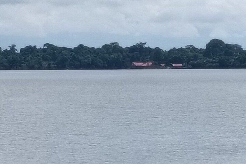 Orangutan (Orang Utan) Island Responsible Experience 3