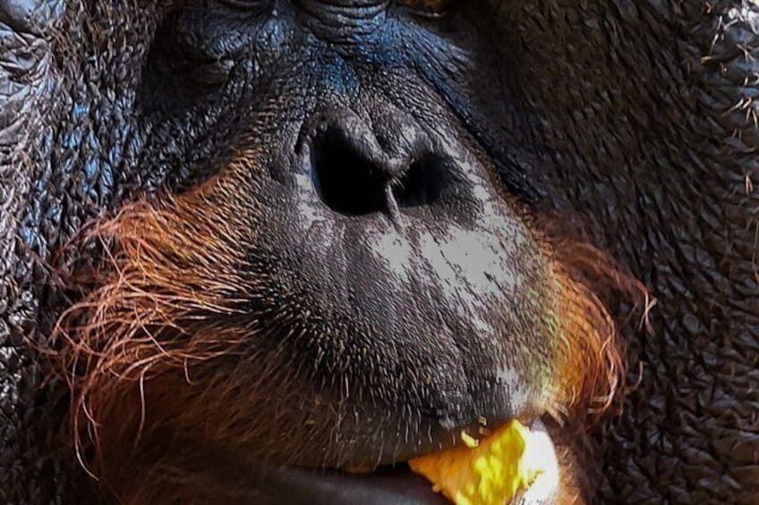 Orangutan (Orang Utan) Island Responsible Experience 4
