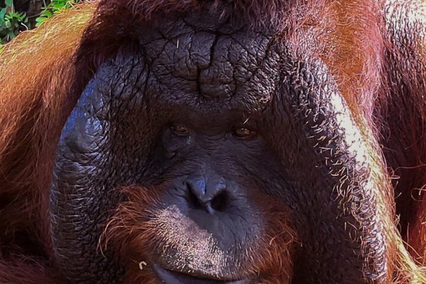 Orangutan (Orang Utan) Island Responsible Experience 5