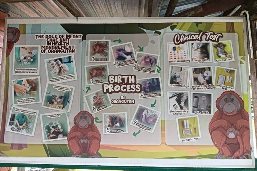 Orangutan (Orang Utan) Island Responsible Experience 2