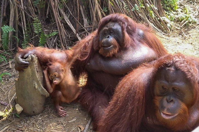Trois orangs-outans sont assis par terre, près d’un tronc d’arbre. 4