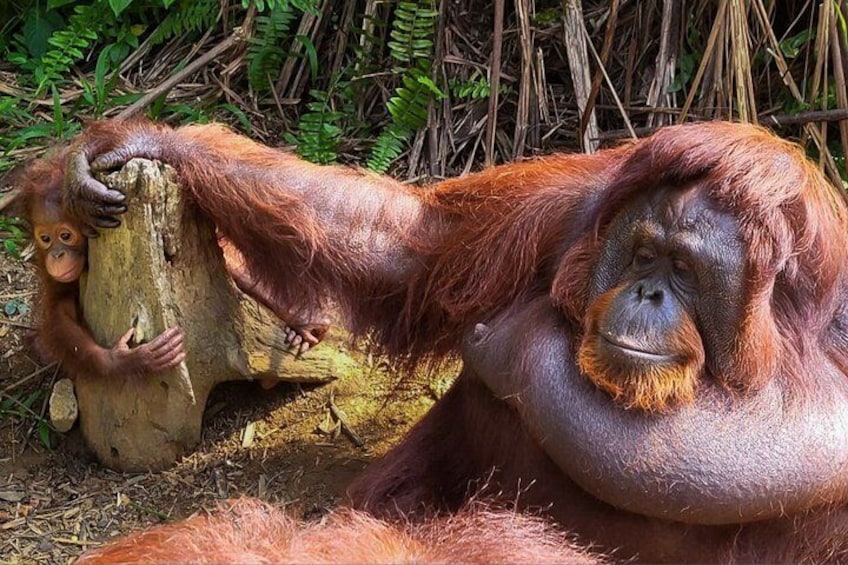 Orangutan (Orang Utan) Island Responsible Experience 2
